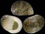 Nerita maxima