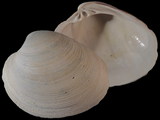 Variation114310