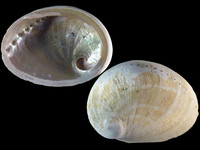 Haliotis laevigata