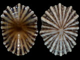 Siphonaria diemenensis