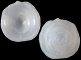 Variation214337
