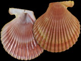Variation414349