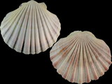 Pecten fumatus