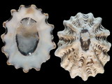Variation314380