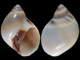 Variation414389