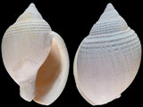 Variation214405