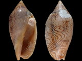 Amoria undulata