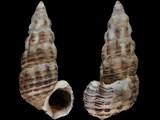 Variation214412