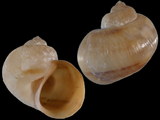 Salinator fragilis