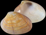 Callista diemenensis