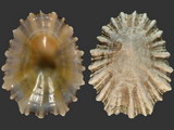 Variation314428