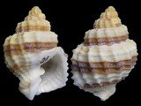 Cancellaria cancellata