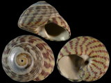 Variation214432