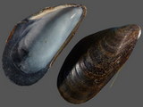 Mytilus edulis