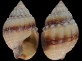 Variation214450