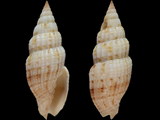 Vexillum acupictum