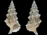 Cerithium columna