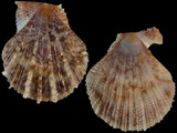 Variation414503