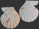 Variation314505