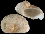 Granata sulcifera