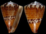 Conus capitaneus