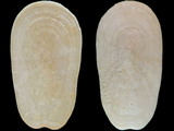 Variation314539