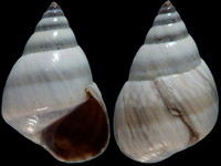 Variation314561
