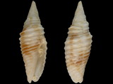 Imbricaria flammea