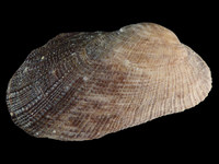 Variation214584
