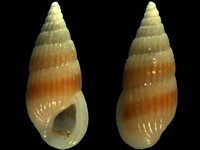 Rissoina myosoroides