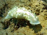 Glossodoris pallida