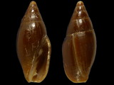 Episcomitra cornicula