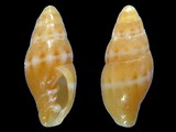 Vexillum tricolor