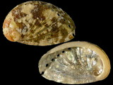 Variation314707