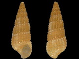 Variation214708