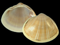 Variation21473