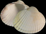 Variation414743
