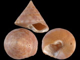 Calliostoma conulus