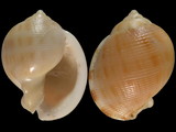 Phalium saburon