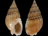 Nassarius reticulatus