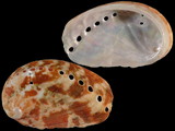 Variation414791