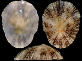 Variation414793