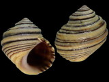 Littorina compressa