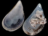 Variation214813