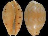 Cypraea ziczac