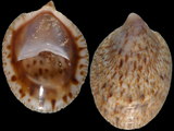 Crepidula porcellana