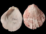 Variation21488