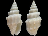 Vexillum cadaverosum