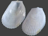 Limaria dentata