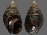 Tritia obsoleta